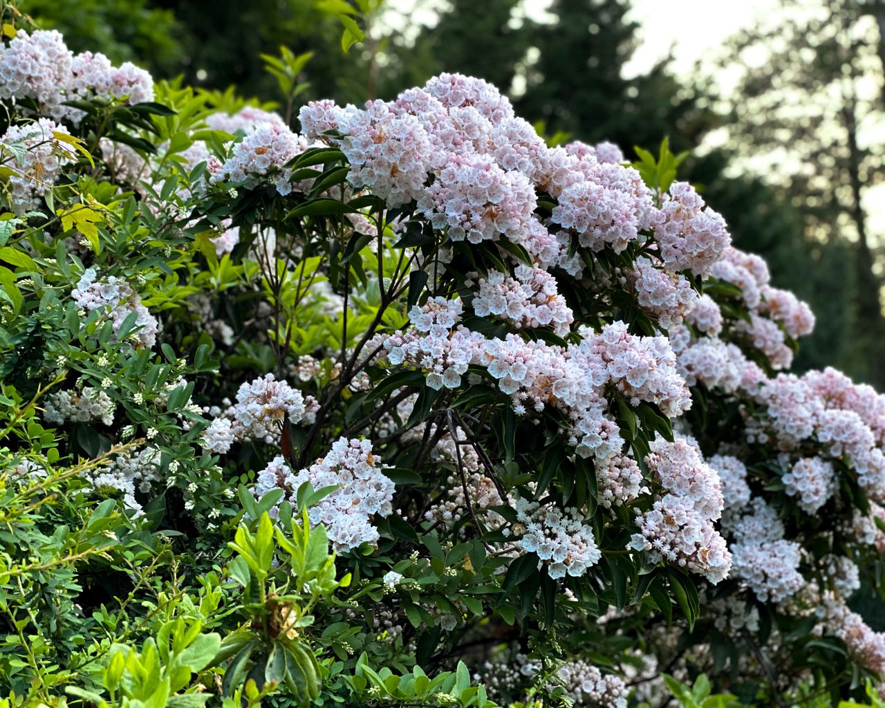 shrubs for privacy - flowers on mountain laurel, Kalmia latifolia