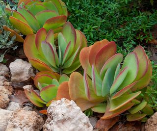 paddle plants in garden