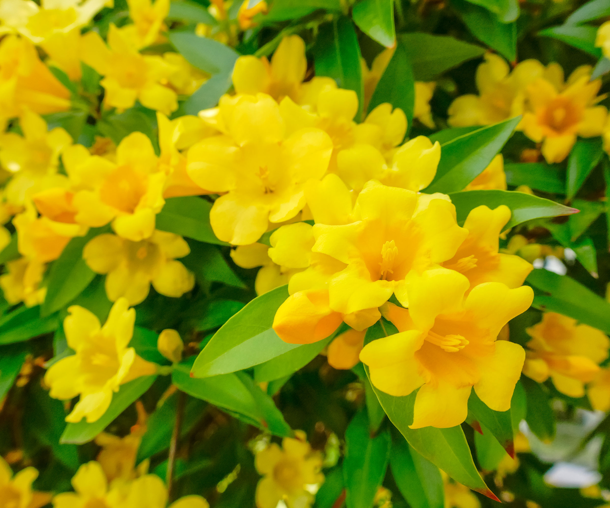 bright yellow flowers of Carolina jessamine (evening trumpetflower, Gelsemium sempervirens) in winter garden