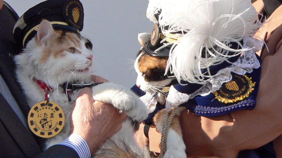 The fascinating history of Japan&#039;s railway station cats