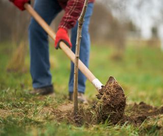 Gardener planting tree, digging with spade