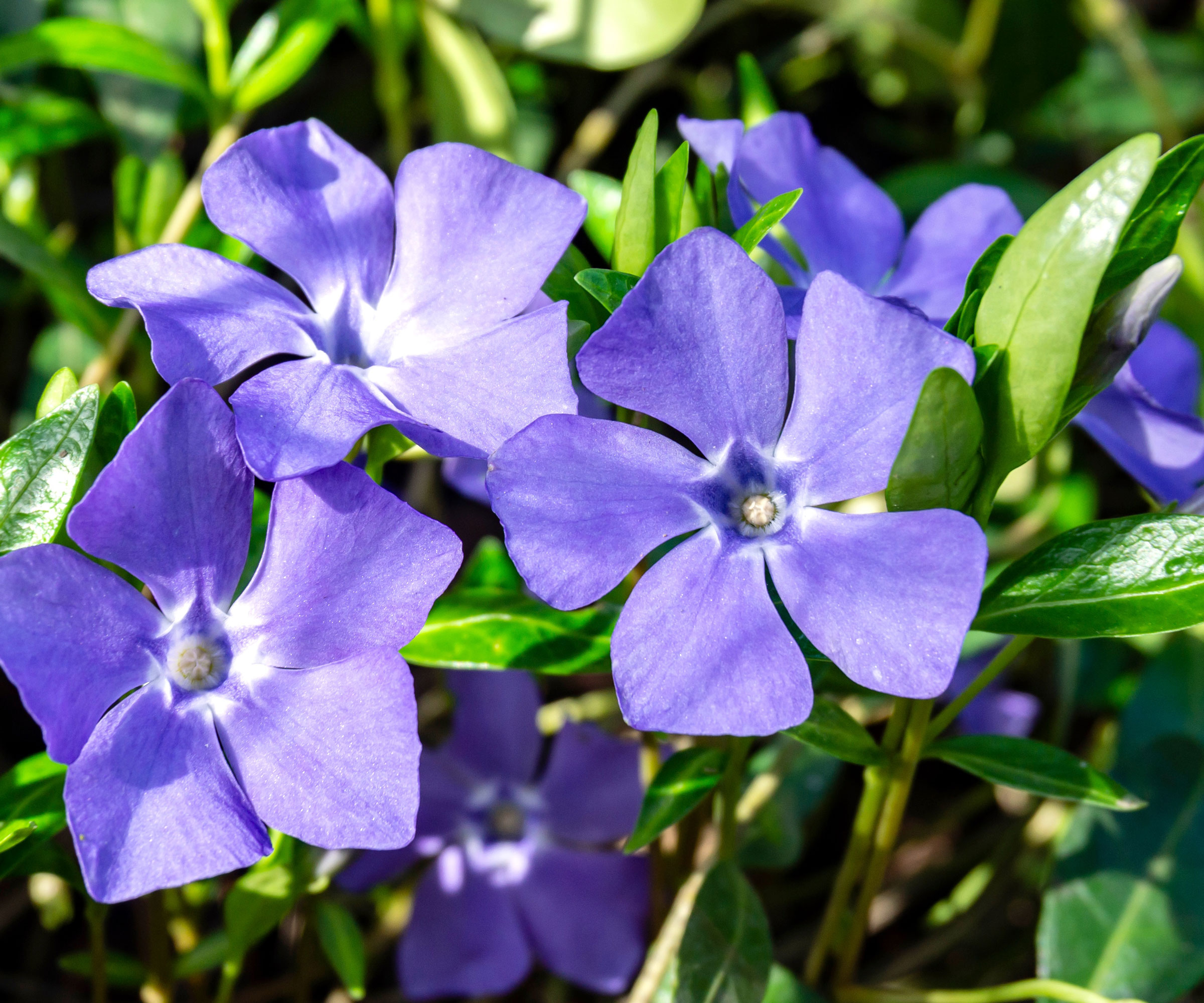 purple periwinkle in bloom