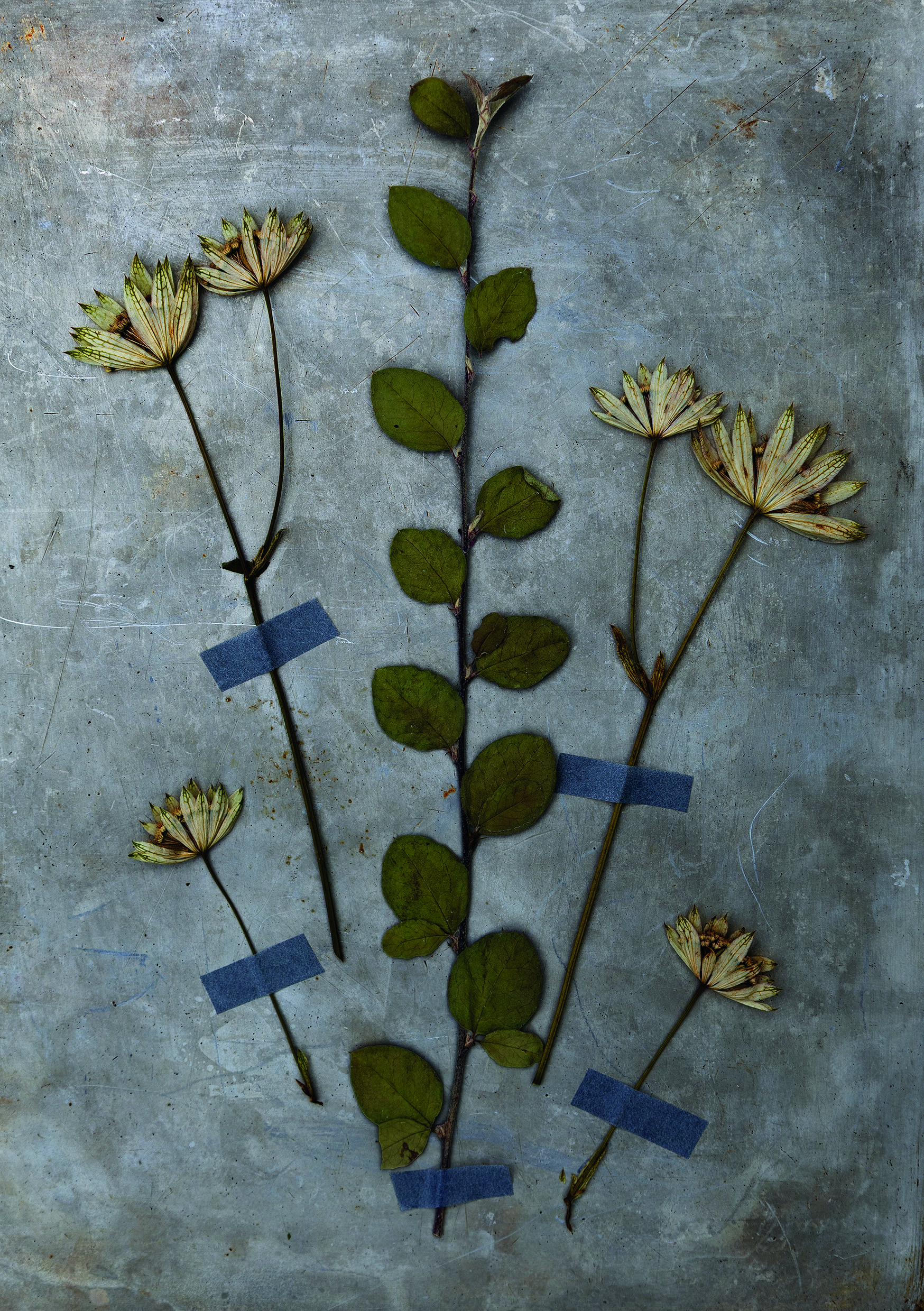 Pressed flower stems and leaves taped to a scratched grey metal surface, arranged in a loose vertical composition.