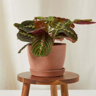 A red marantha in a terracotta pot on a wooden stool