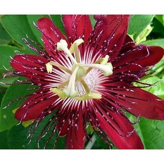 Red Passion Flower in bloom