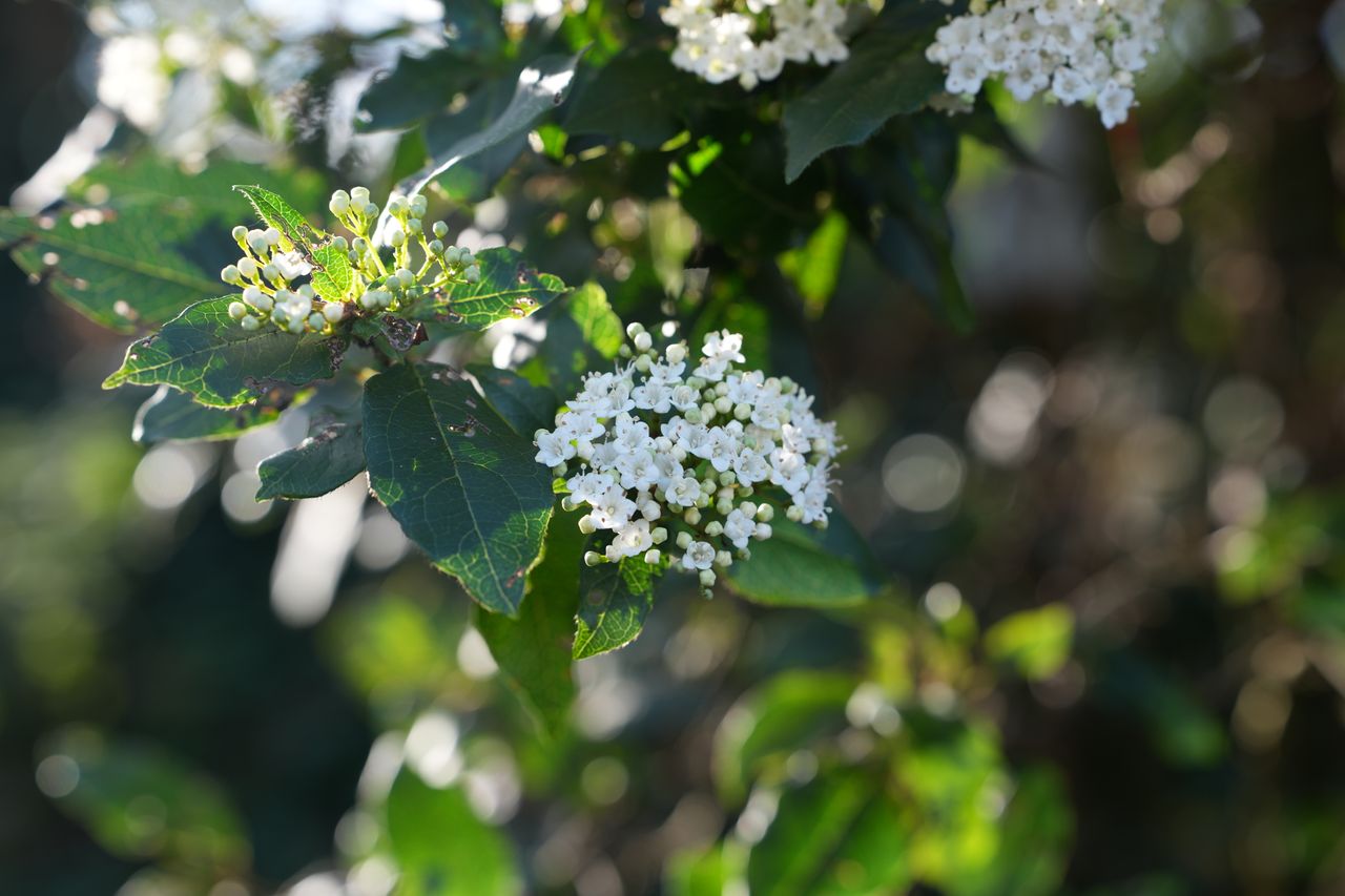 A photo of a bunch of flowers, taken on a Sony A1 II mirrorless camera and with a Sony FE 28-70mm F2 GM lens