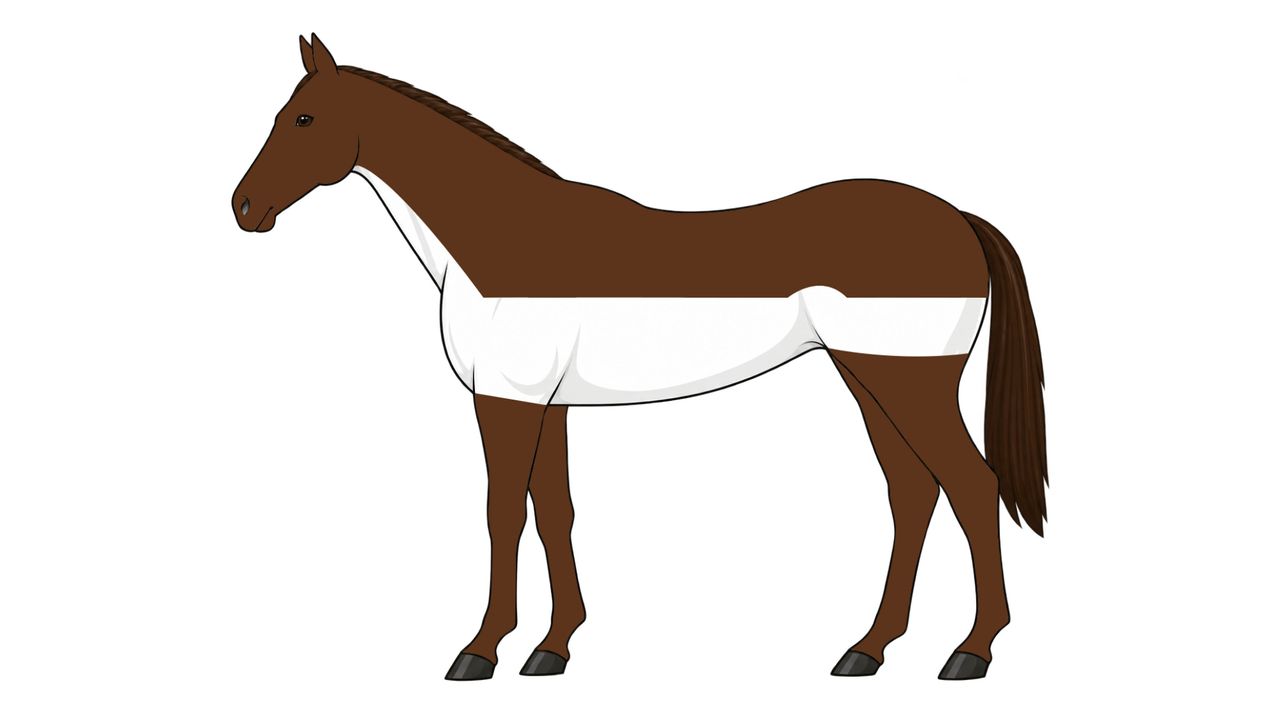 Diagram of medium trace clip, with hair taken off under the neck, belly and sides