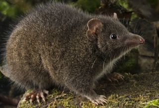 Tasman Peninsula dusky antechinus