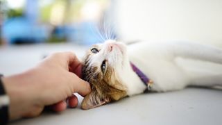 Cat having their head stroked