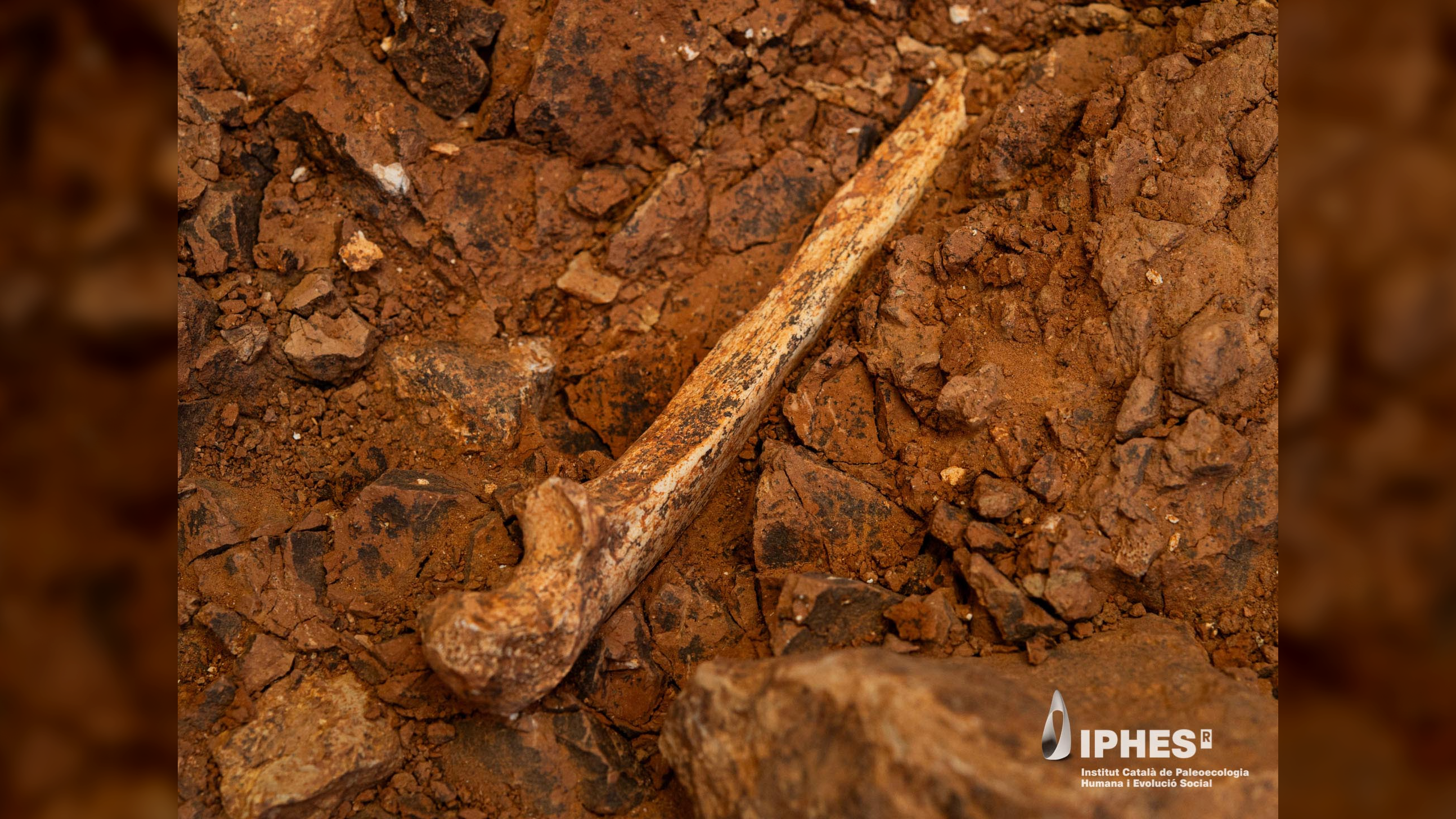 a human ulna bone lies in the orange colored dirt of a cave floor