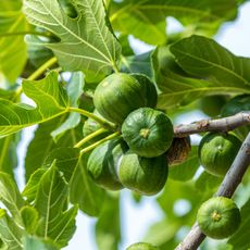 green figs and fresh leaves growing on tree in sun
