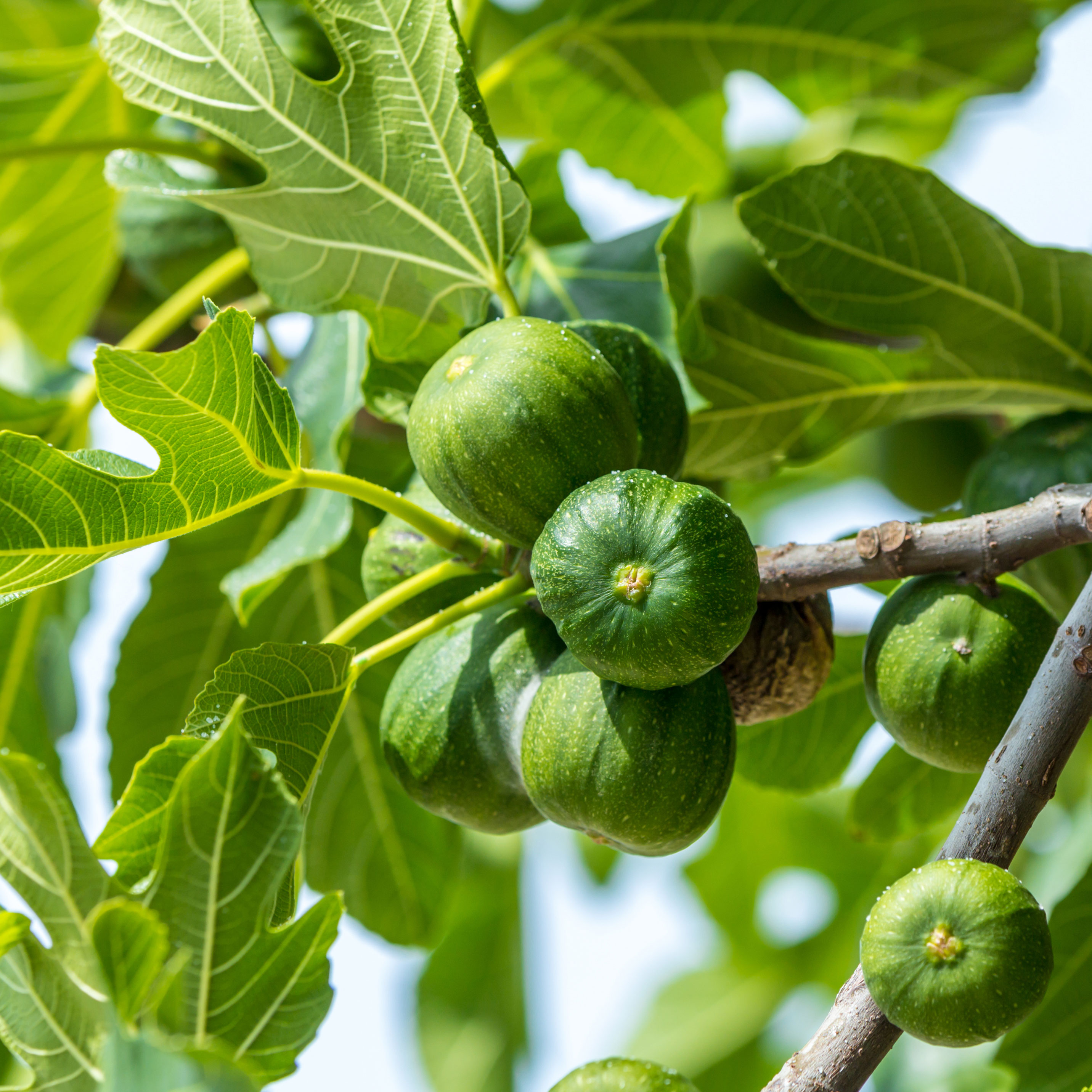 green figs and fresh leaves growing on tree in sun