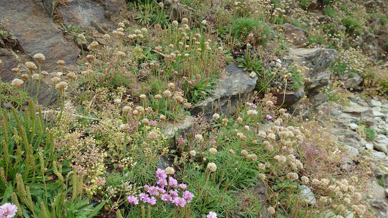 Sony Xperia 1 IV sample shot of wild flowers