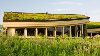 green roof idea on modern building