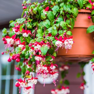 A hanging plant pot with pink fuchsias