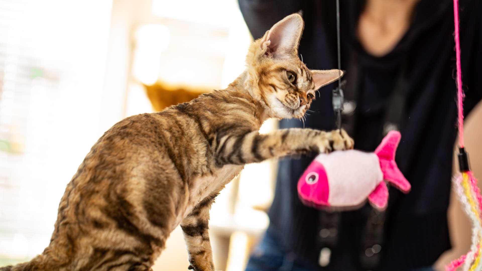 kitten playing