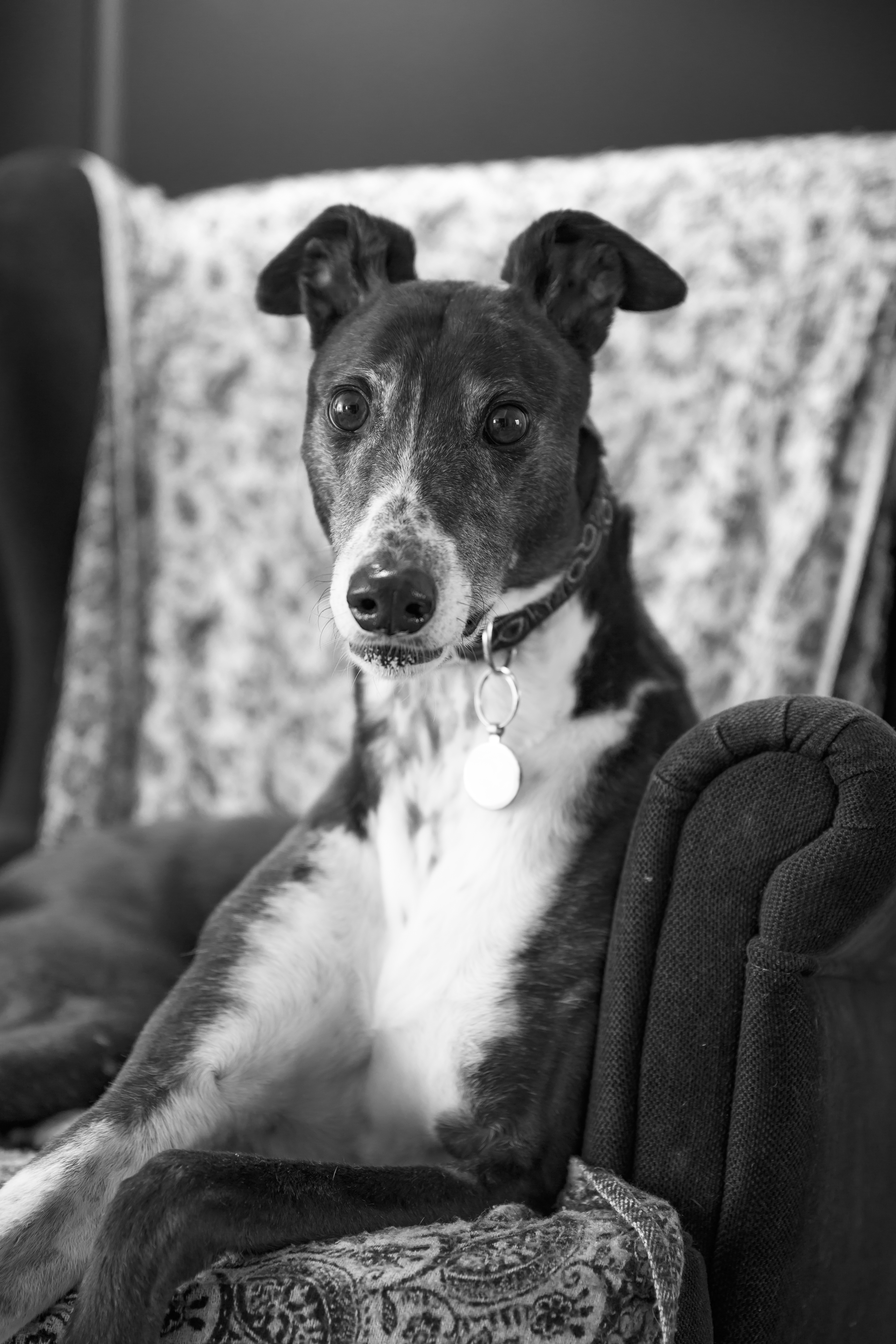 A black and white photo of a black and white greyhound dog, sat in an armchair