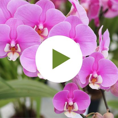 Phalaenopsis Orchid Flower