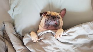 Pug asleep in bed