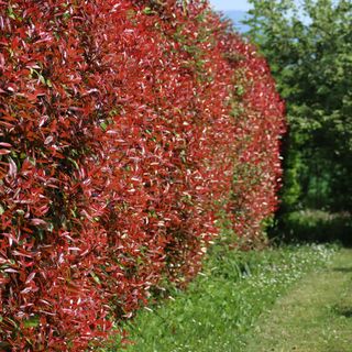 Photinia red robin hedge in garden