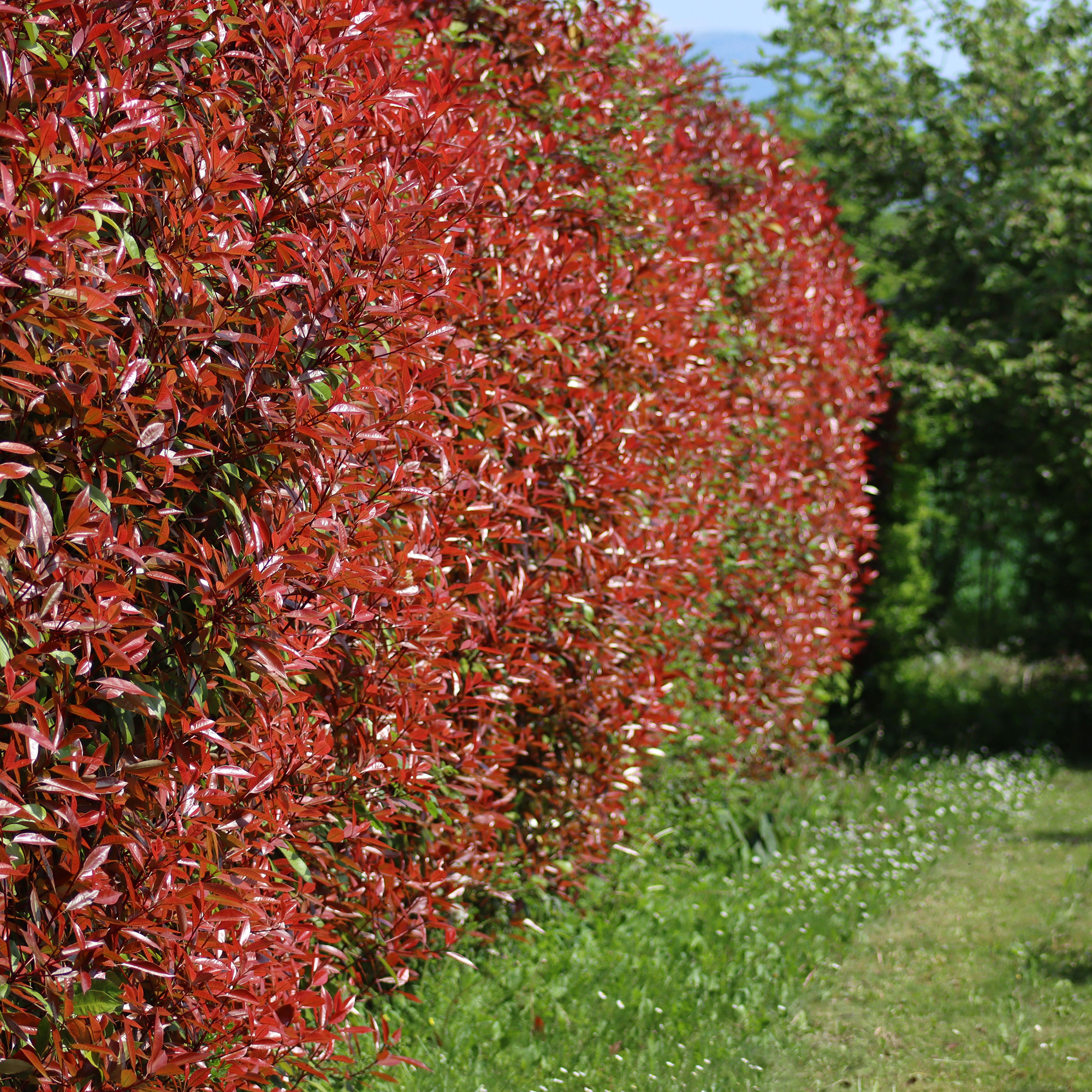 Photinia red robin hedge in garden
