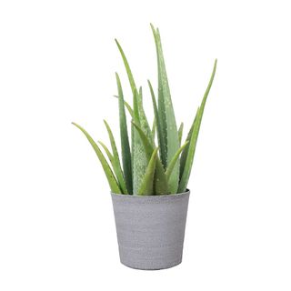 Thorsen's Greenhouse Live 6" Aloe Vera Plant inClassic Pot