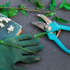 blunt rusted secateurs with gloves and foliage