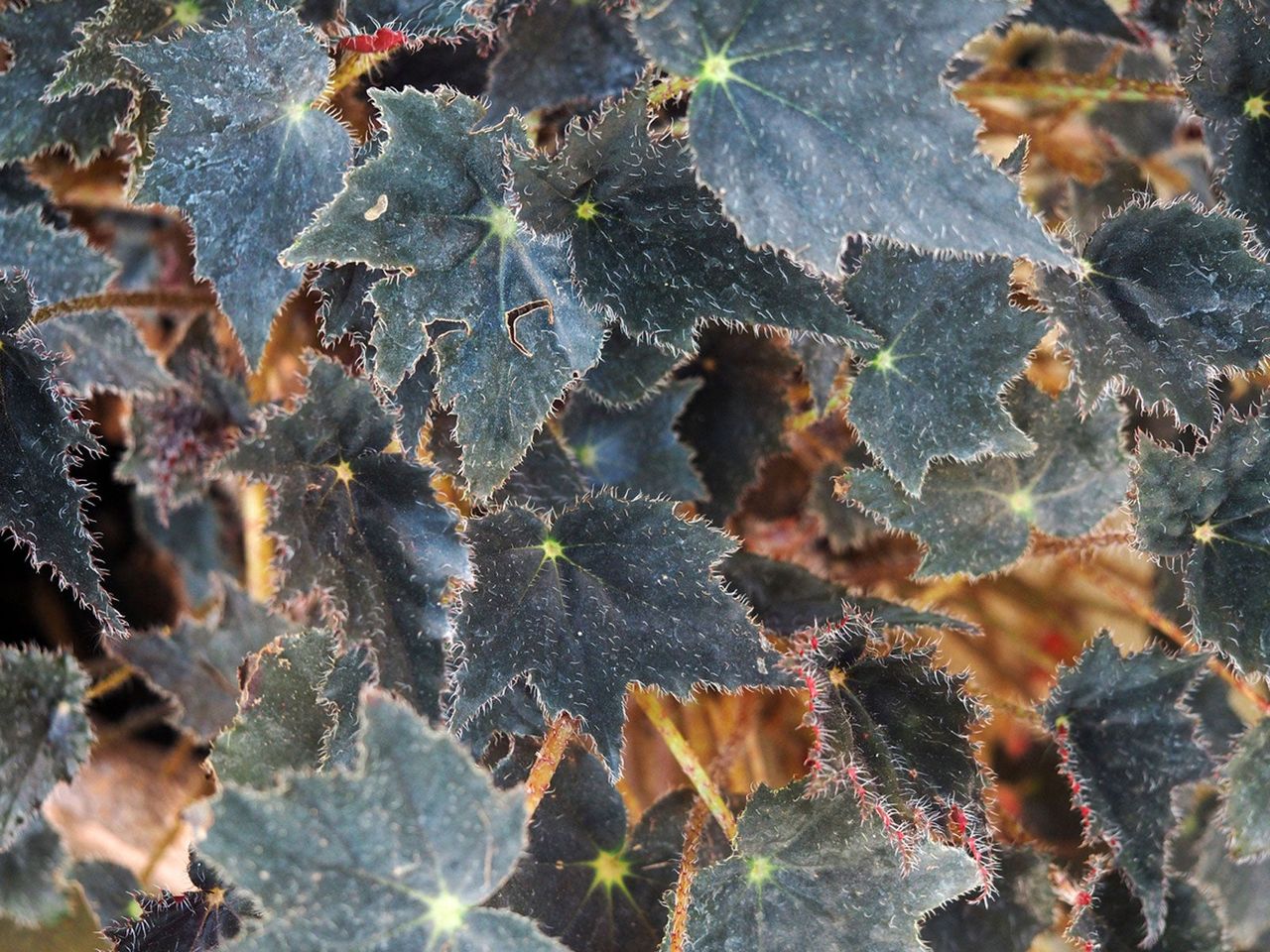 Rhizomatous Begonia Plant