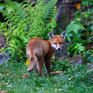 A timid fox in an English garden