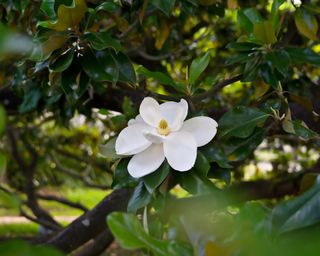 A white magnolia grandiflora flower in Texas