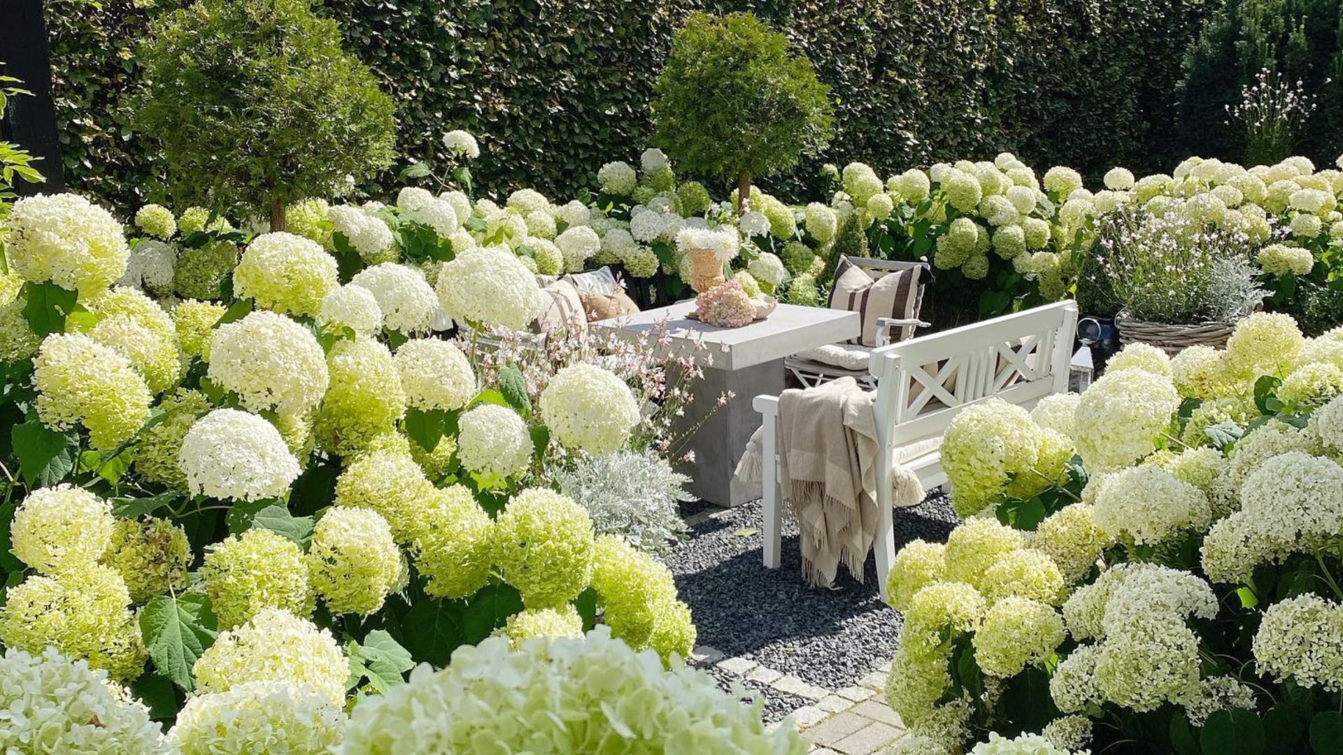 A backyard filled with annabelle hydrangeas