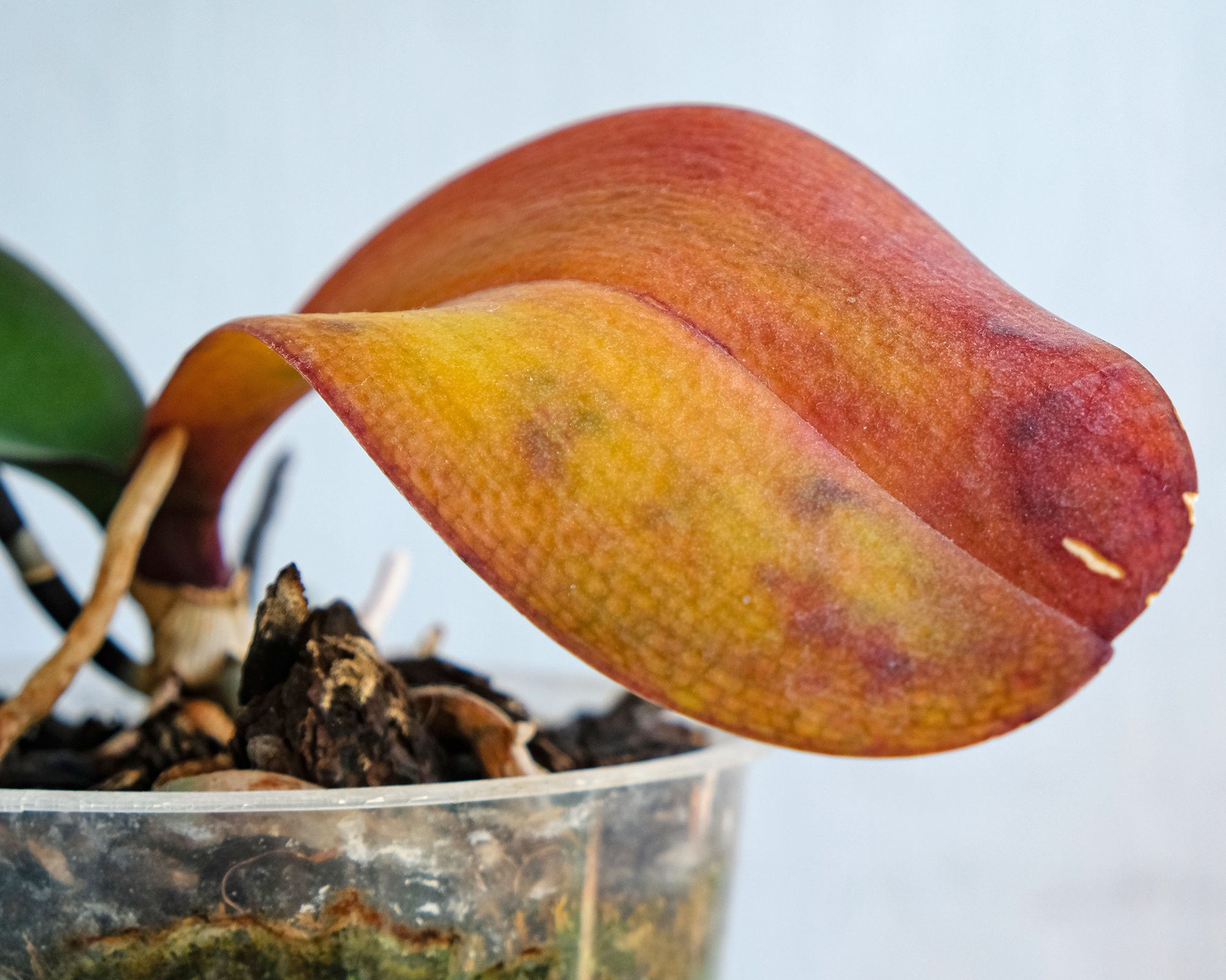 Browning orchid leaf