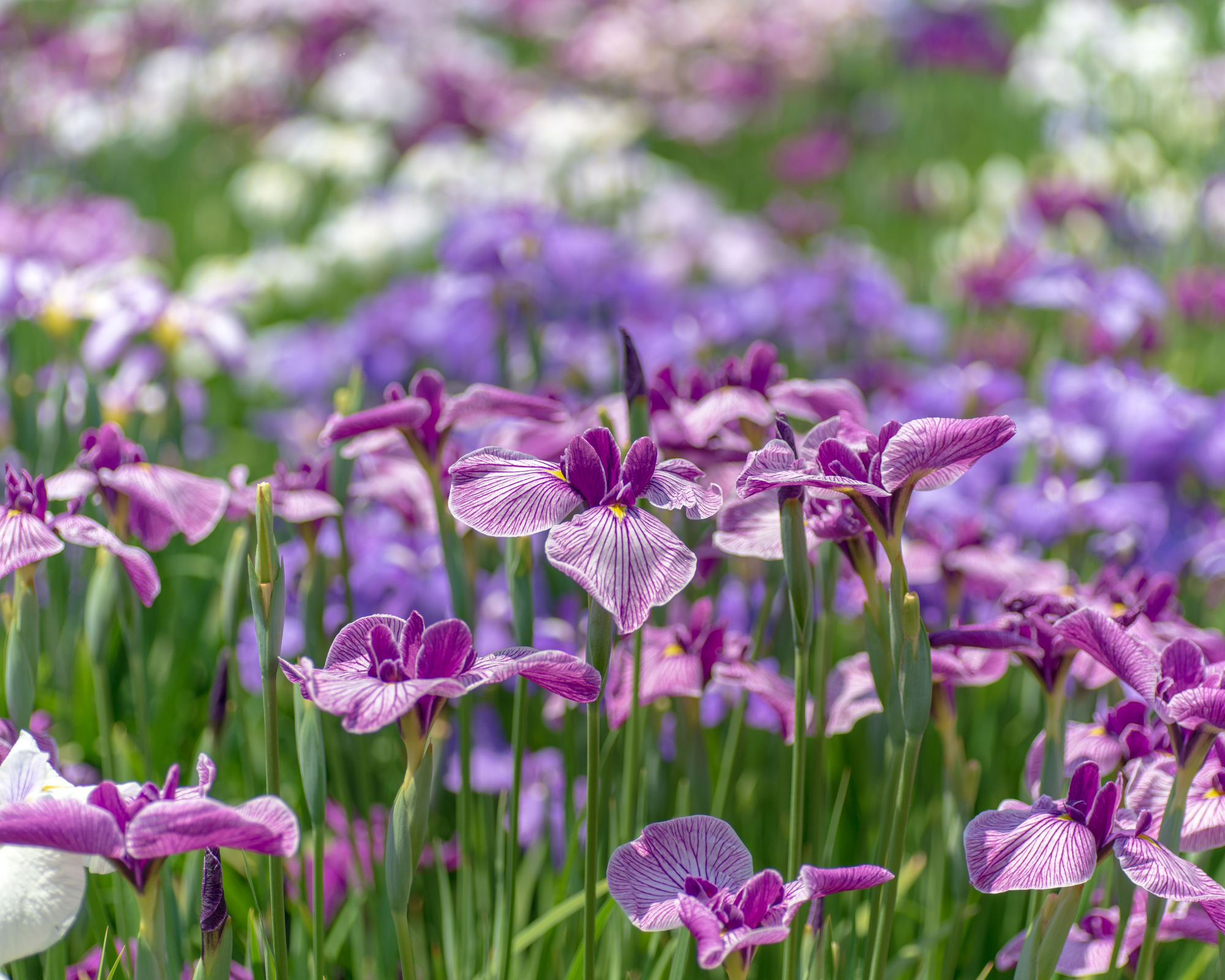 Japanese irises in the garden