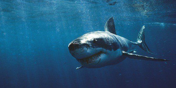 Sharks Are Awesome Hunters, Even When Humans Mess With Their Senses