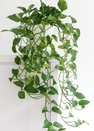 golden pothos plant