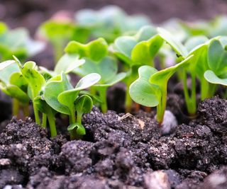 radish seedlings