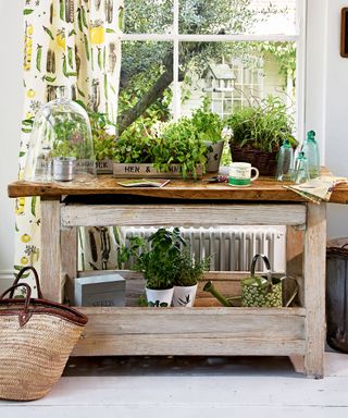 Rustic indoor potting bench style table with indoor herbs growing in pots
