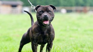 Staffordshire Bull Terrier