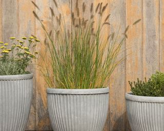 planters filled with ornamental grasses