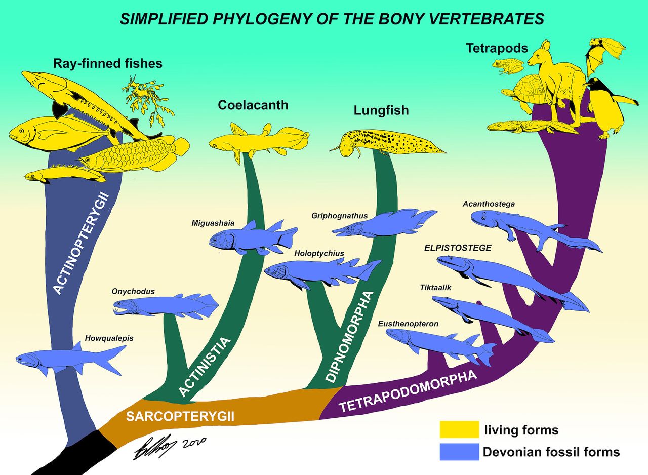 This family tree shows how vertebrate fish gave rise to other animals over the eons, including the Elpistostege fish, an early relative of all land vertebrates.
