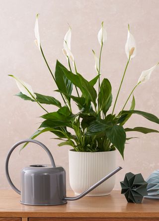 peace lily plant and watering can