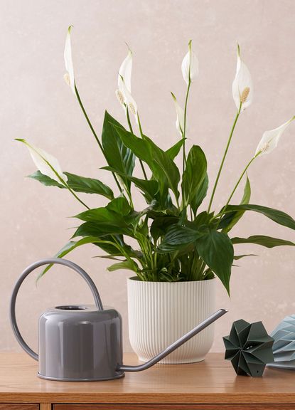 How to care for a peace lily indoors – an expert guide | Woman & Home