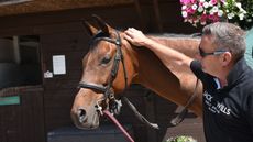 Horse doing groundwork exercises for sharp horses