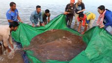 Local fishers show off the massive stingray, with its long venomous tail, that they caught in the Mekong River in Cambodia.