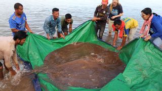 Local fishers show off the massive stingray, with its long venomous tail, that they caught in the Mekong River in Cambodia.