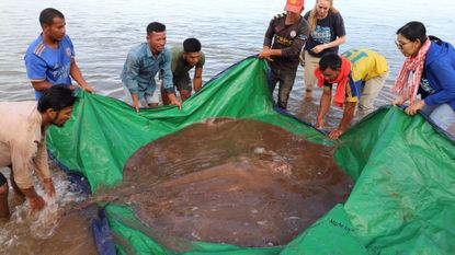 Local fishers show off the massive stingray, with its long venomous tail, that they caught in the Mekong River in Cambodia.