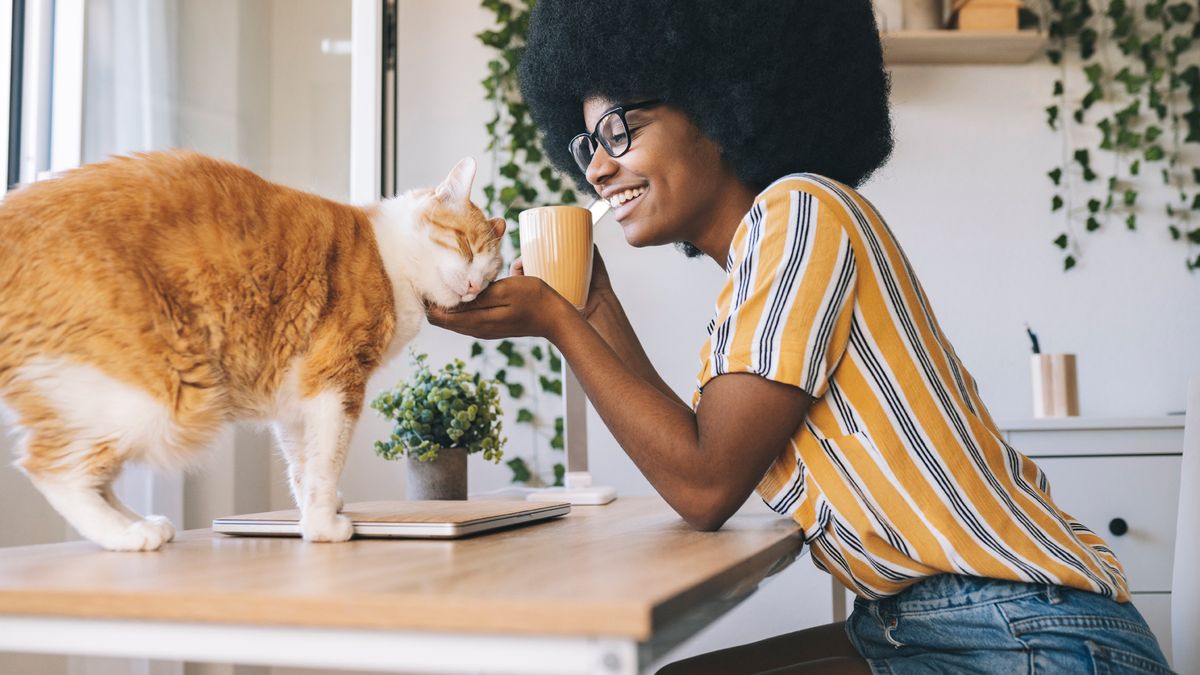 Cat owner strokes her cat