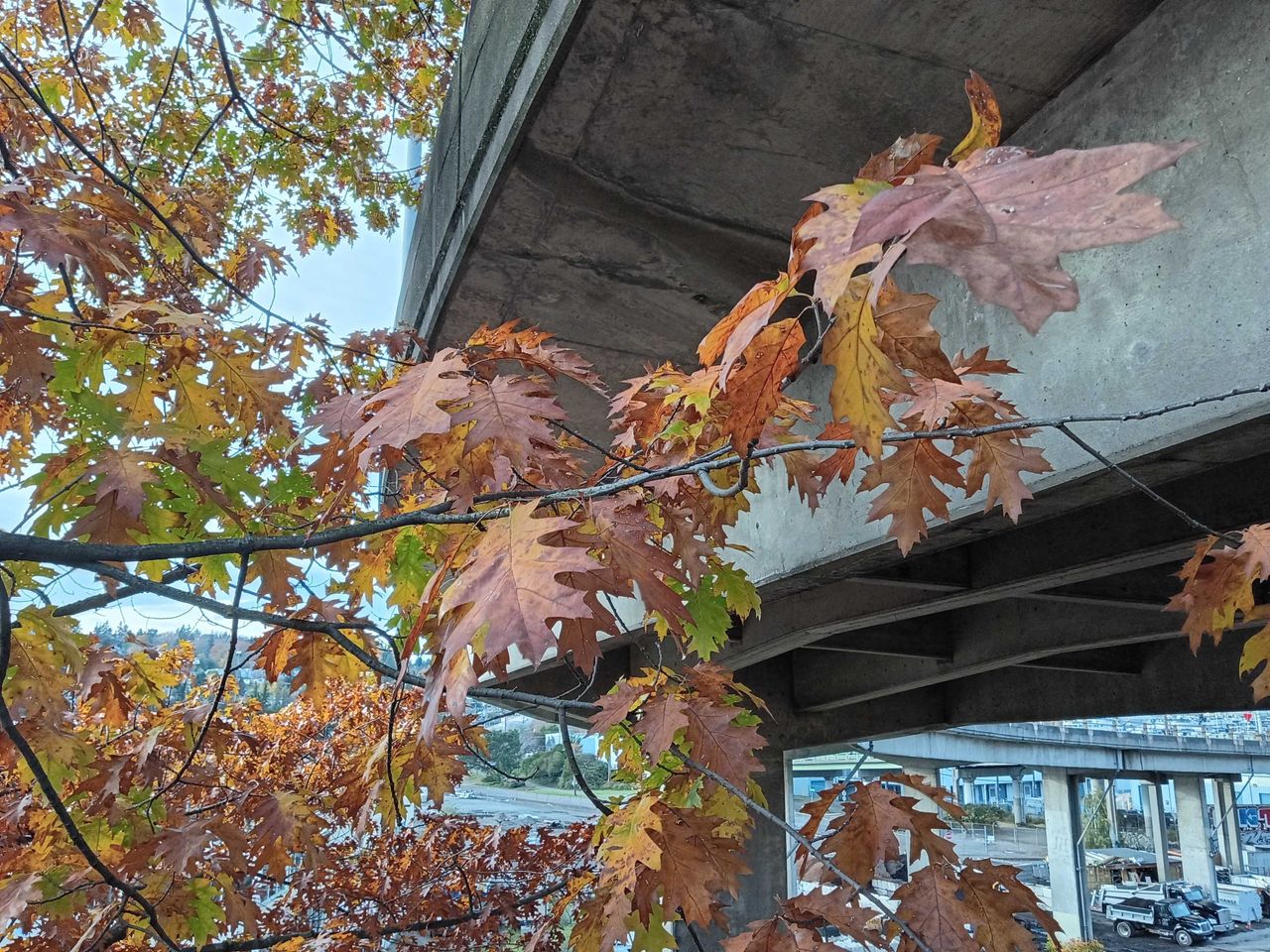 Leaves next to an overpass