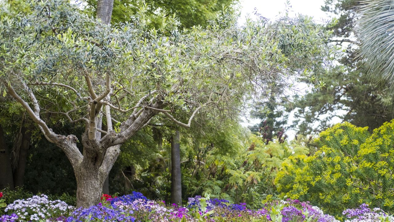 Multistem olive tree planted in a garden