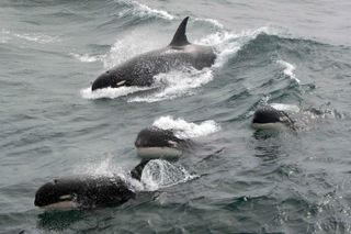 Type D whales could be a new species of killer whale.